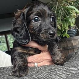 Bluto - Brindle male Dachshund puppy in Watertown, New York from Valley Springs Daschunds