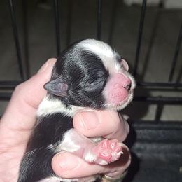 Spottie - Black and white male Shih Tzu puppy in Willard, Utah from Shih-tzu Queen