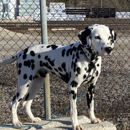 Australian Shepherds, Border Collies, Dalmatians, and Poodles from MLS Ranch