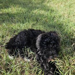 Havapoo Puppies from Derbyville Havapoos