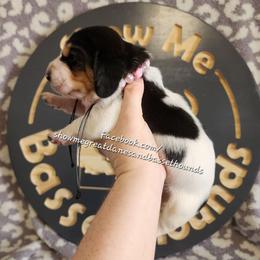 Pink collar - Black white and brown female Basset Hound puppy in Alton, Illinois from Show Me Great Danes and Basset Hounds