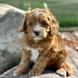 Luigi - Red male Cavapoo puppy in Herriman, Utah from Shaggy Mountain Pups LLC