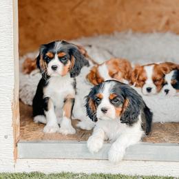 Cavalier King Charles Spaniel and Great Pyrenees Puppies from Windy Pines Ranch