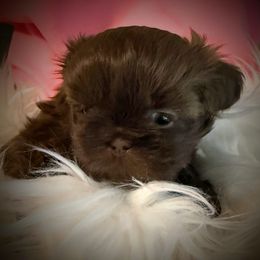 Quinn - Liver female Shih Tzu puppy in Tallahassee, Florida from Bows and Bow Ties