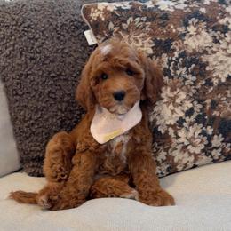 Bella - Red  female Goldendoodle puppy in Anaheim, California from Cuddle Bear Doodles