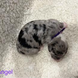 Angel - Gray and white female Sheepadoodle puppy in Bloomfield, New Jersey from C3 Sheepadoodles
