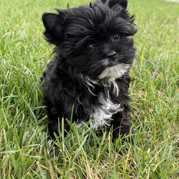 Onyx - Black and tan female Yorkshire Terrier puppy in Knoxville, Tennessee from Rainbow Bliss Yorkies