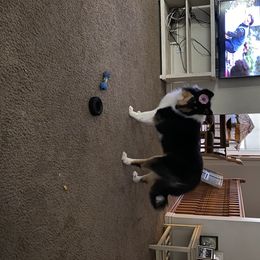 Collie Puppies from Heritage Salt Lake Kennels