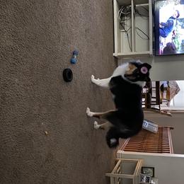 Collie Puppies from Heritage Salt Lake Kennels