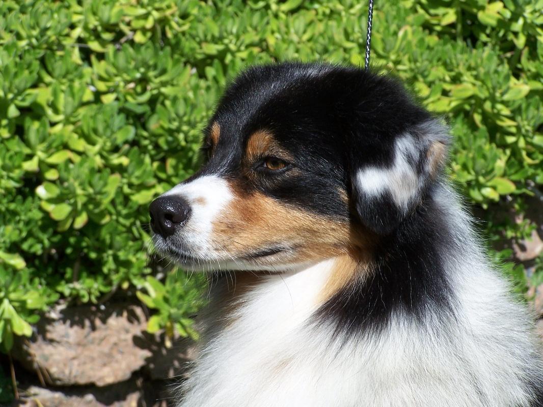 TANDEM Aussies in California | Australian Shepherd puppies | Good Dog