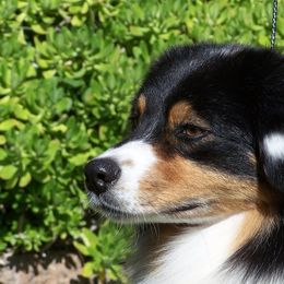 Australian Shepherds from TANDEM Aussies