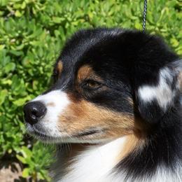 Australian Shepherds from TANDEM Aussies