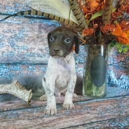Boy 8 - White and liver male German Shorthaired Pointer puppy in Laporte, Minnesota from Northern Odyssey Gun Dogs