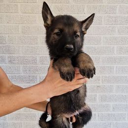 Boris Karloff - Sable male German Shepherd puppy in Winston Salem, North Carolina from Samtastic Shepherds