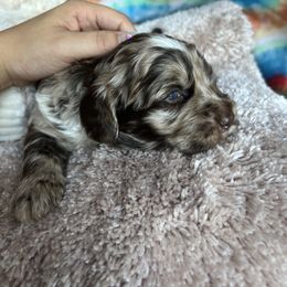 Cavapoo, Cockapoo, and French Bulldog Puppies from Batdogsndoodles
