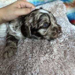 Cavapoo, Cockapoo, and French Bulldog Puppies from Batdogsndoodles