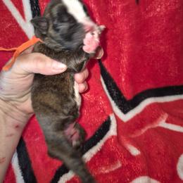 Ricky - Brindle male Boxer puppy in Pine River, Wisconsin from Jenks Boxers