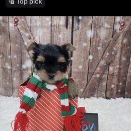 Koby - Black and tan male Yorkshire Terrier puppy in Albany, Minnesota from Sandy's Yorkshire Terriers