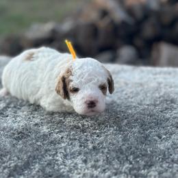 Yellow - Parti male Goldendoodle puppy in Cuero, Texas from Firestorm Kennel