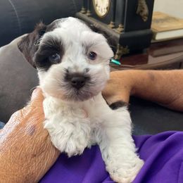 Miniature Schnauzers from Hill Country Schnauzers