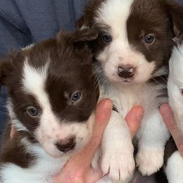 Border Collie Puppies from Buck Branch Border Collies