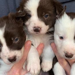 Border Collie Puppies from Buck Branch Border Collies