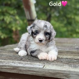 Gold - Blue merle female Aussiedoodle puppy in Lancaster, Minnesota from Finney Ranch