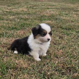 1 blue collar boy - Black and tan male Pembroke Welsh Corgi puppy in Harrisburg, Illinois from Parish Corgis