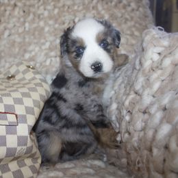 Ozzy Jean - Blue merle Miniature Australian Shepherd puppy in Berryville, Arkansas from 2Lazy2P Mini Aussies
