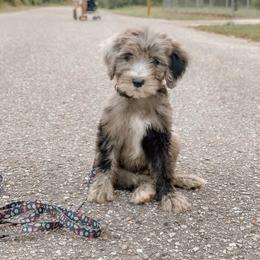 American Bully, Bernedoodle, Poodle, Sheepadoodle, and Whoodle Puppies from Wonderland’s Boujie Kennels