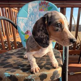 Franny - Dachshund