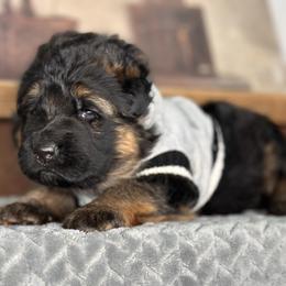Waylon - Black and red male German Shepherd puppy in Iola, Wisconsin from DeFelice's German Shepherds