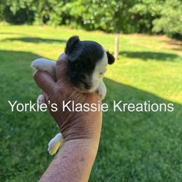 ELSEIGH - Parti female Yorkshire Terrier puppy in Dierks, Arkansas from Yorkie’s Klassie Kreations