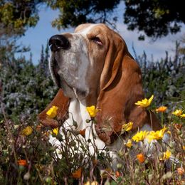 Basset Hound All Grown Up from Terri Asher