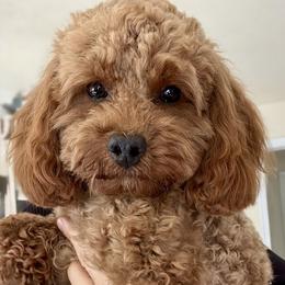 Cookie - Maltipoo