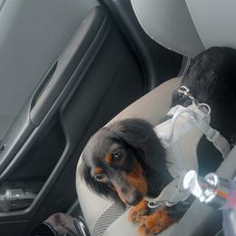 Sabboth - Black and tan female Dachshund puppy in Madisonville, Tennessee from L&A Dachshunds