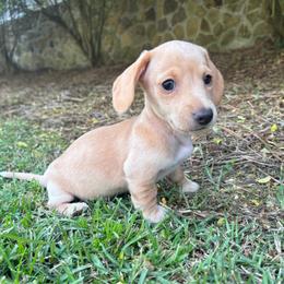Sunny - Cream female Dachshund puppy in Bremen, Georgia from Asapp’s Sweet and Spicy Dachshunds