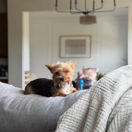 Lola May - Black and gold female Yorkshire Terrier puppy in Columbus, Ohio from Elaine’s Yorkies