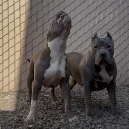 American Bully Puppies from M&M XL Bully Kennel