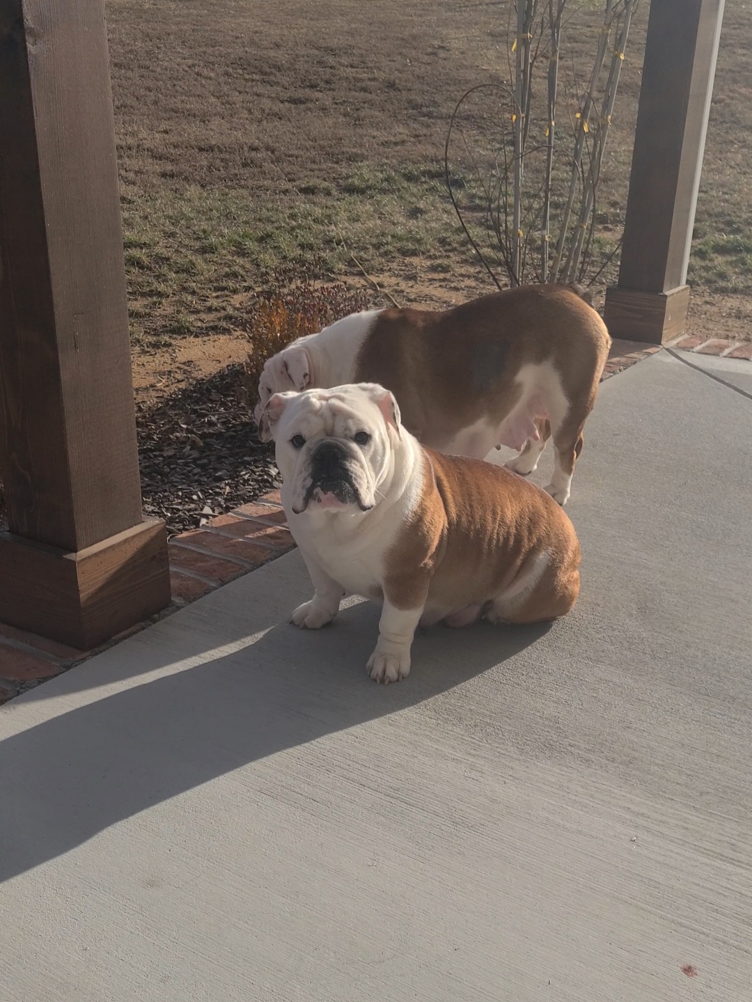 Annie - Bulldog