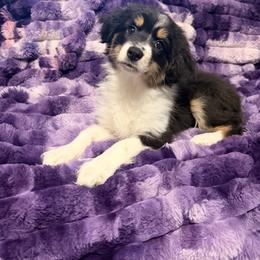 Penelope - Black tri female Miniature American Shepherd puppy in Connecticut from Novus Kennels