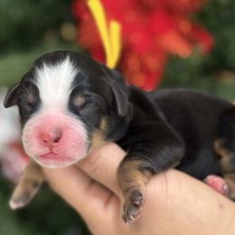 Rodof- yellow collar male - Tri-color male Bernedoodle puppy in Yuciapa, California from AlltheDoodlez_