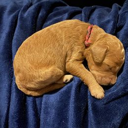 Labradoodle Puppies from Ruby Doo’s Doodles