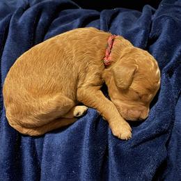 Labradoodle Puppies from Ruby Doo’s Doodles
