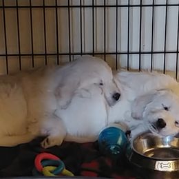 Golden Retriever Puppies from White Valley Goldens