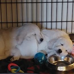 Golden Retriever Puppies from White Valley Goldens