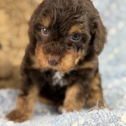 Akc Donner - Phantom male Poodle puppy in Grinnell, Iowa from Rural Iowa Aussies & Doodles