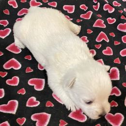 Sold - White female West Highland White Terrier puppy in Park Rapids, Minnesota from Peggy’s Terriers