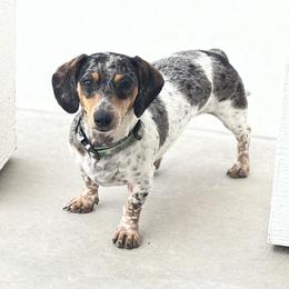 Dazie - Dachshund