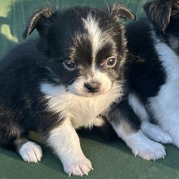 Rocky - Black and white male Chihuahua puppy in Northboro, Iowa from So Sweet Chihuahuas